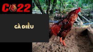 Gà Điều