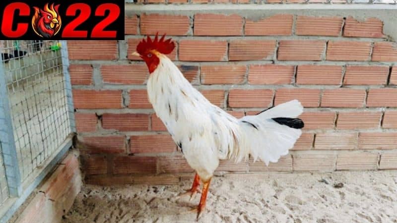 Gà bướm là những con gà có lông màu trắng