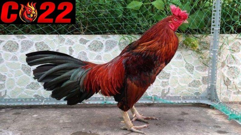 Gà điều là tên gọi chung ám chỉ những con gà có bộ lông lấy màu đỏ làm chủ đạo