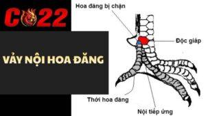 Vảy Nội Hoa Đăng