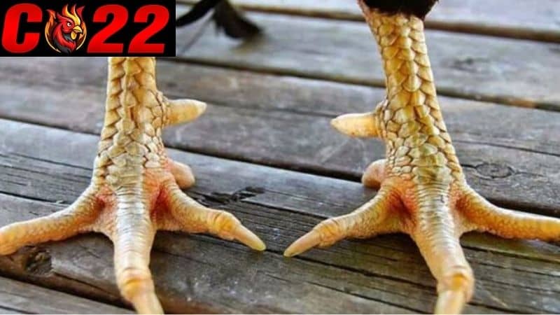 Các đặc điểm để nhận biết vảy linh giáp tử