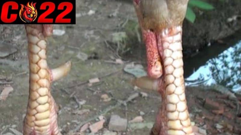Cách nhận biết vảy án thiên qua hình dáng, vị trí mọc vảy ở chân gà