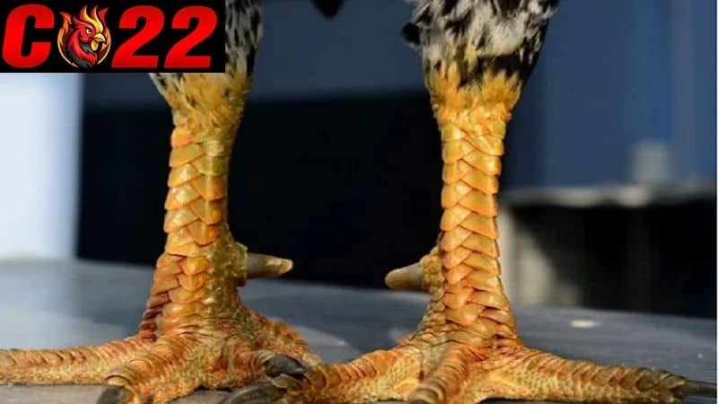 Để nhận biết gà có vảy liên giáp nội đá tốt hay xấu cần xem chi tiết về dáng vảy