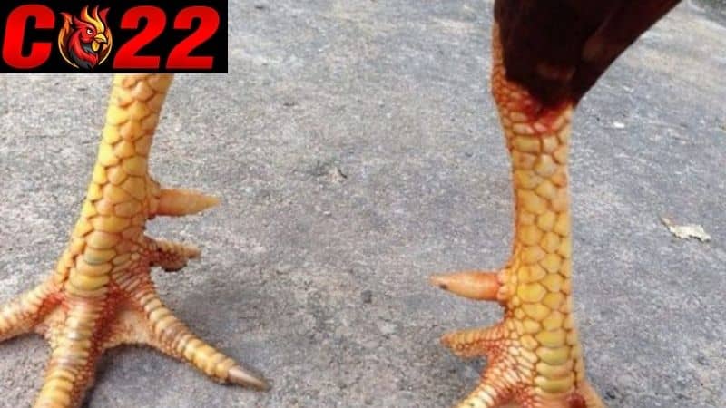 Gà có vảy án thiên thường được xem là một điều may mắn