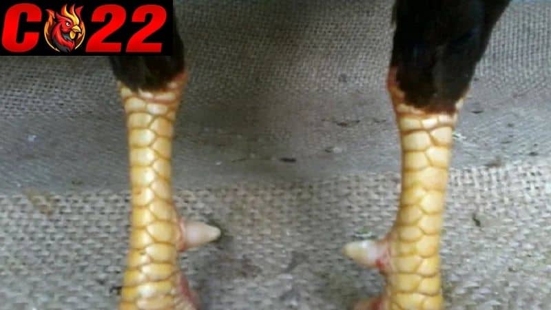 Hình dạng của vảy gà nội hoa đăng