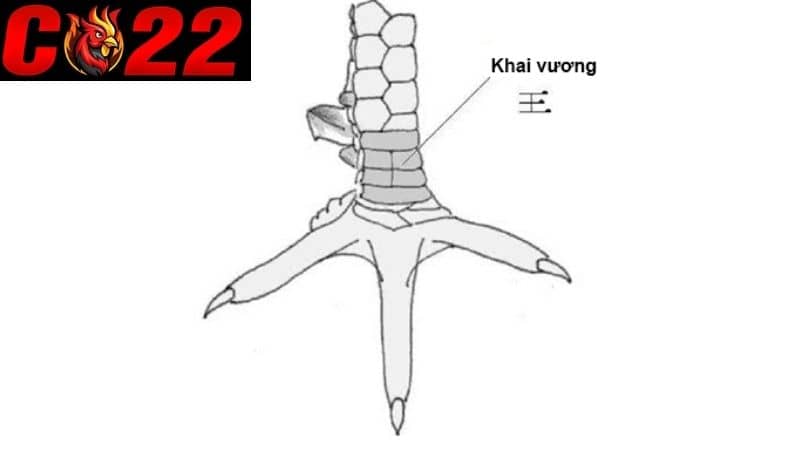 Hình dáng và vị trí mọc vảy khai vương trên chân chiến kê