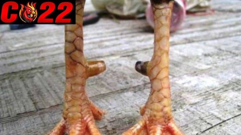 Những đặc điểm để nhận biết vảy liên giáp nội