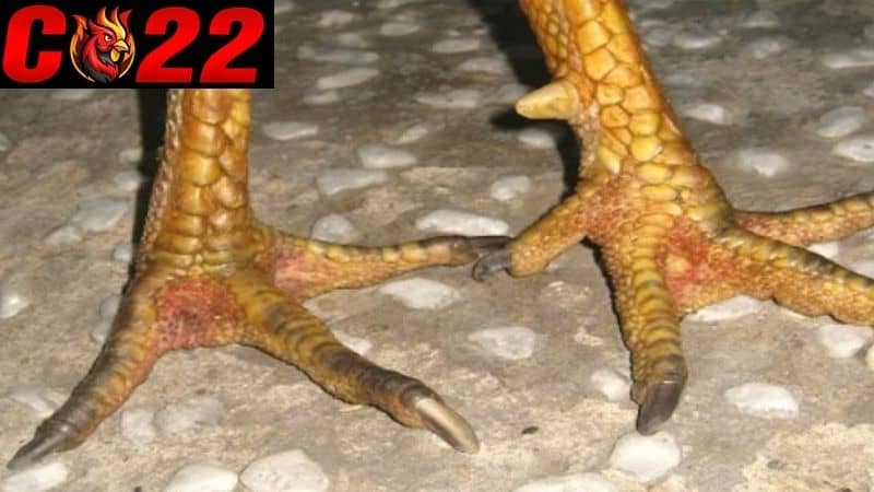 Vảy án thiên là loại vảy hiếm được đánh giá cao hơn so với những loại vảy khác