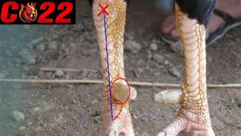 Vảy liên giáp nội là hai vảy nằm liền kề và dính sát nhau