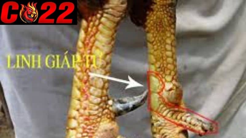 Vảy linh giáp tử là loại vảy hiếm gặp được nhiều sư kê săn đón