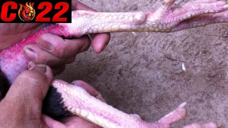 Vảy nội hoa đăng là vảy có một đường thẳng tấp phía mặt sau của chân gà