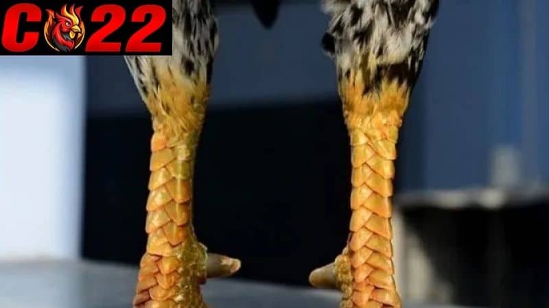 Vị trí mọc vảy nội hoa đăng trên chân gà