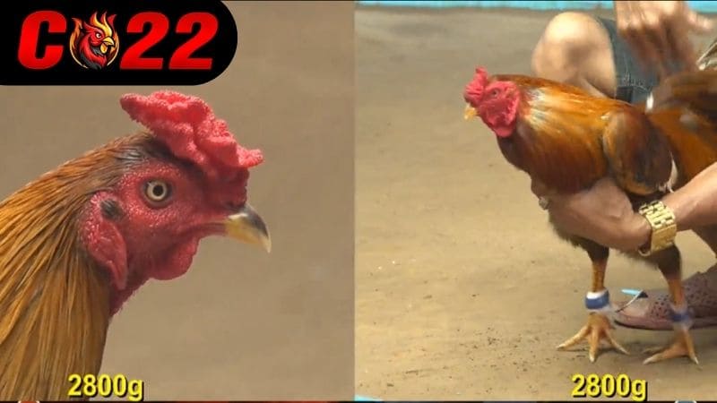 AE888 phát sóng trận đấu chất lượng với nguồn trận đáu từ các trường gà uy tín hàng đầu Thomo