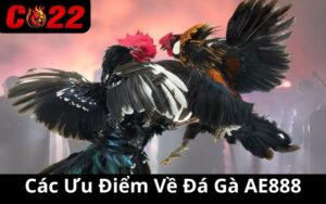 Các Ưu Điểm Về Đá Gà AE888