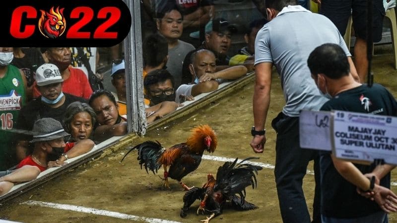 Lịch trận đấu được cập nhật nhanh chóng và dễ hiểu nhất cho người xem