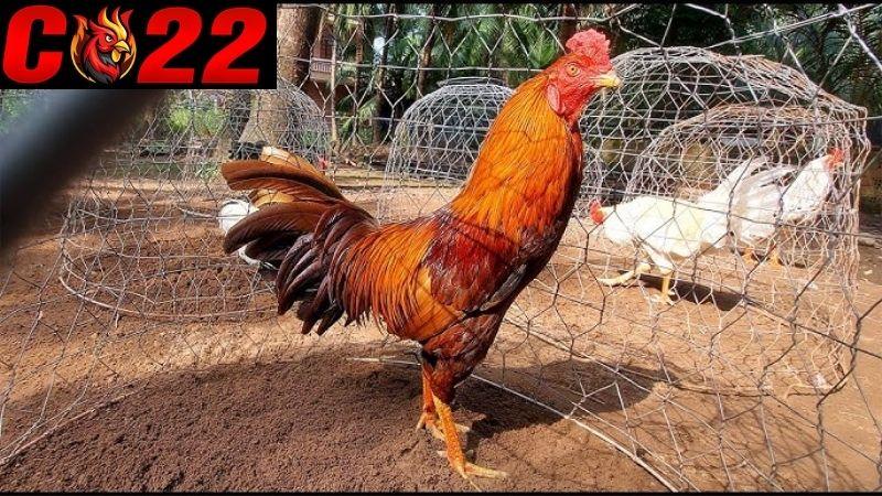 Cách chăm sóc và nuôi dưỡng gà khét luôn sung sức