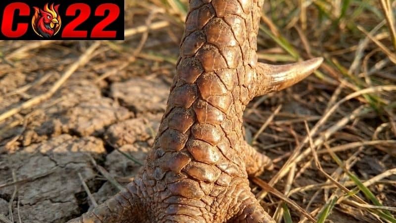 Cách nhận biết gà vảy thới hoa đăng chuẩn nhất