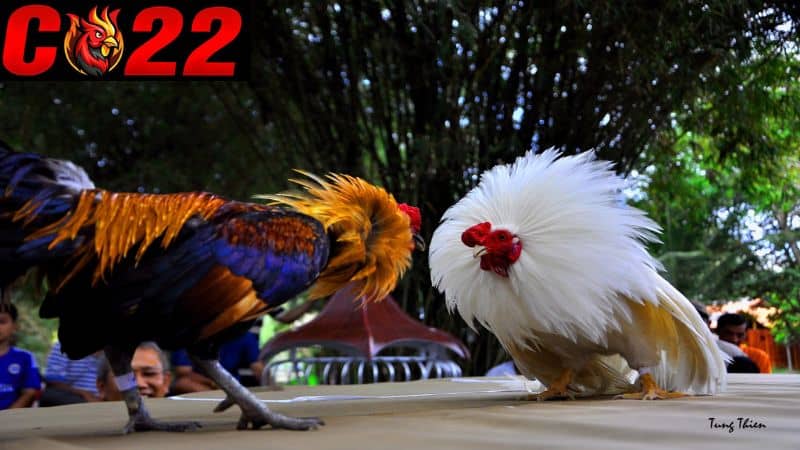 Gà sẽ phát huy tiềm năng nếu được chăm sóc đúng cách