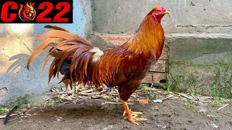 Tìm hiểu tổng quan về gà khét