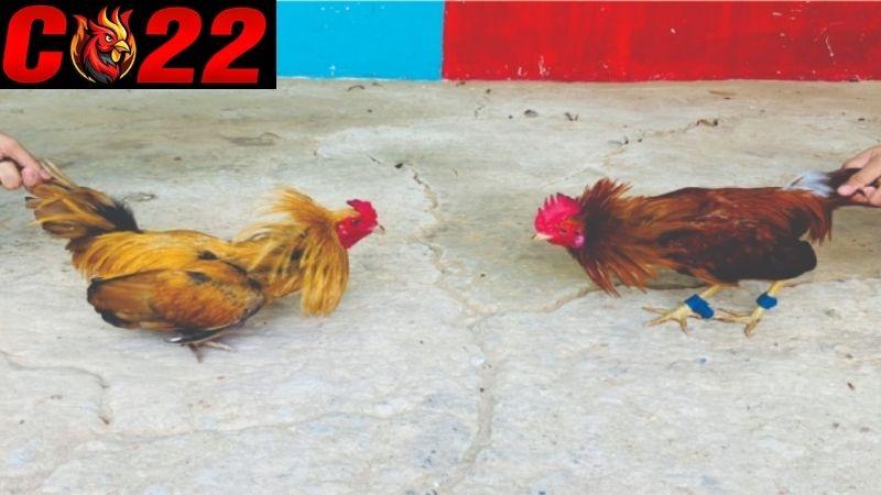 Ưu thế khi mang gà khét đi thi đấu