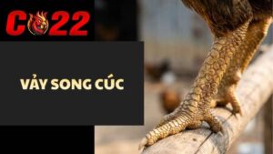 Vảy Song Cúc